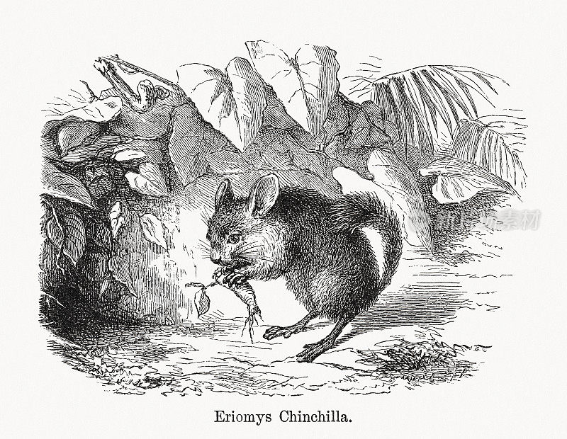 长尾栗鼠(chinchilla lanigera)，木版，1893年出版
